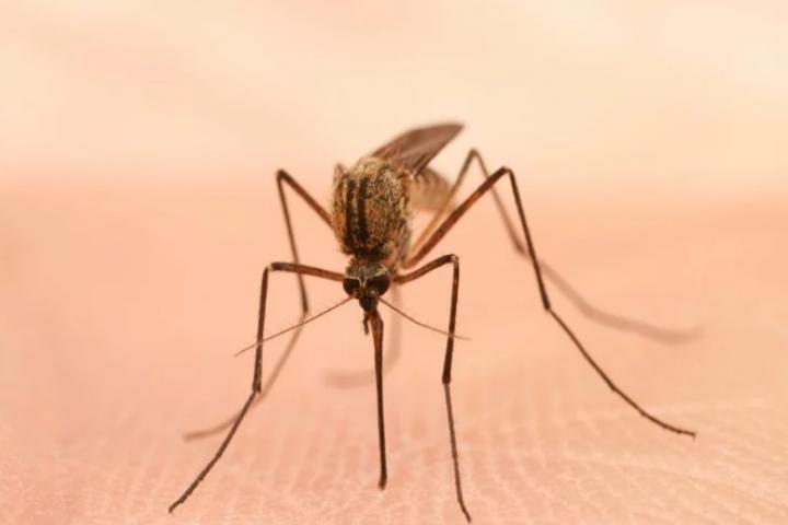 Mosquito